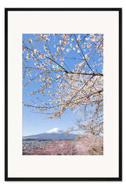 Gerahmter Kunstdruck Charmanter Blick auf den Fuji bei Kirschblüte