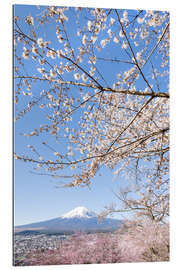 Gallery print Charming view of Mount Fuji during cherry blossom season