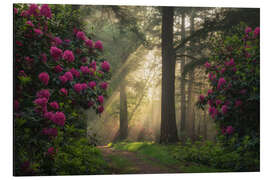 Tableau en aluminium Spring magic - Sunrays and rhododendrons