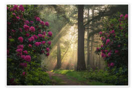 Juliste Spring magic - Sunrays and rhododendrons