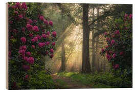 Quadro de madeira Spring magic - Sunrays and rhododendrons