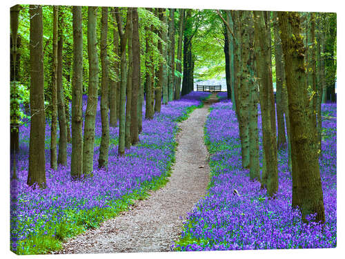 Canvastavla Bluebells Path