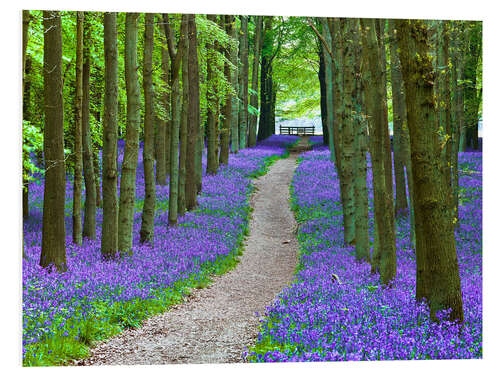 PVC print Bluebells Path