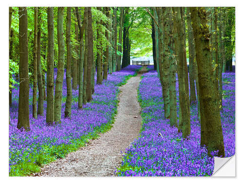 Naklejka na ścianę Bluebells Path