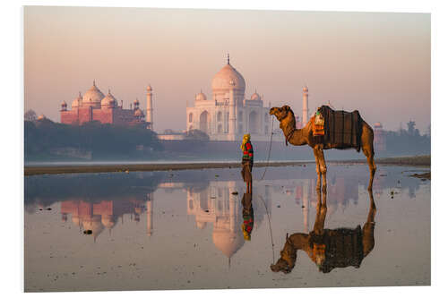 Foam board print Camel in front of Taj Mahal, India