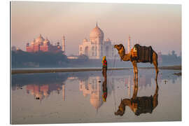 Gallery print Camel in front of Taj Mahal, India