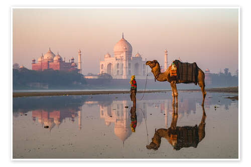 Juliste Camel in front of Taj Mahal, India