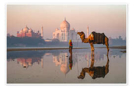 Poster Camel in front of Taj Mahal, India - Matteo Colombo