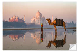 Selvklebende plakat Camel in front of Taj Mahal, India