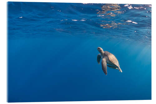 Stampa su vetro acrilico Beautiful hawksbill sea turtle rise to the surface