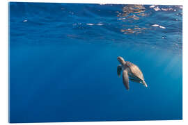 Akryylilasitaulu Beautiful hawksbill sea turtle rise to the surface