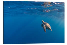 Aluminium print Beautiful hawksbill sea turtle rise to the surface