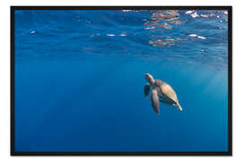 Gerahmter Kunstdruck Wunderschöne Karettschildkröte schwimmt an die Oberfläche