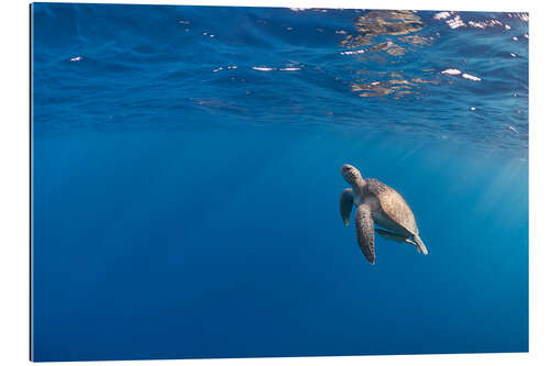 Gallery print Beautiful hawksbill sea turtle rise to the surface