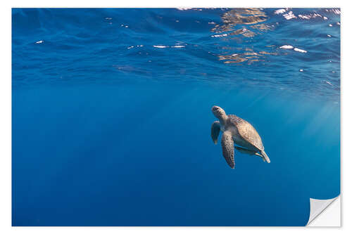 Naklejka na ścianę Beautiful hawksbill sea turtle rise to the surface