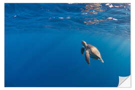 Naklejka na ścianę Beautiful hawksbill sea turtle rise to the surface