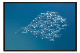 Gerahmter Kunstdruck Pfeilform von Fischschwärmen