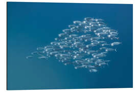 Magnettafel Pfeilform von Fischschwärmen