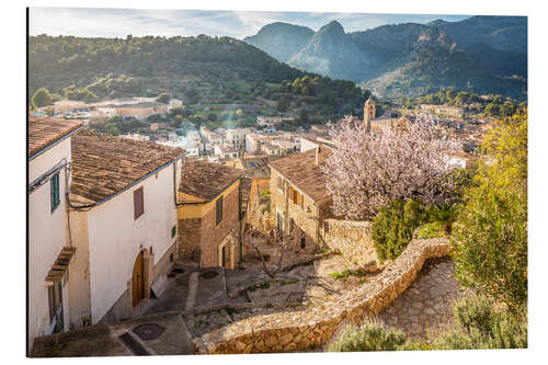 Aluminium print Bunyola at almond blossom, Mallorca