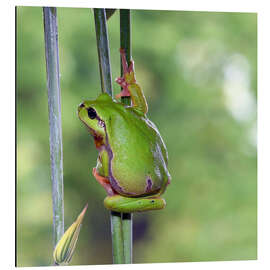 Aluminium print Tree frog