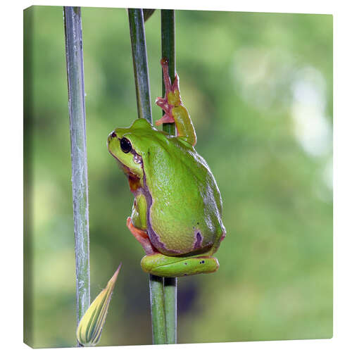 Stampa su tela Tree frog