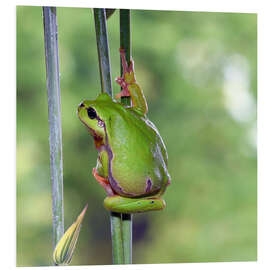 Quadro em PVC Tree frog