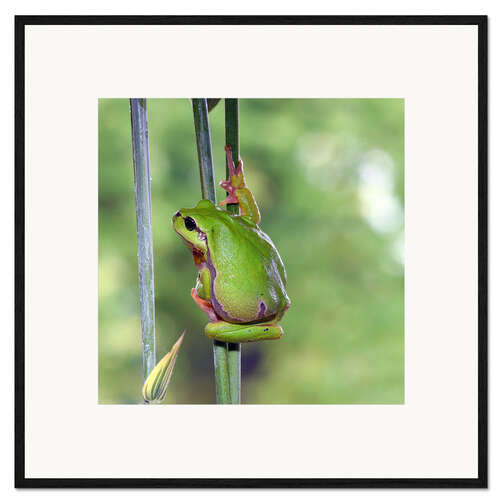 Gerahmter Kunstdruck Laubfrosch