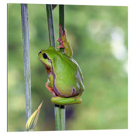 Gallery print Tree frog