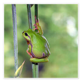 Poster Tree frog