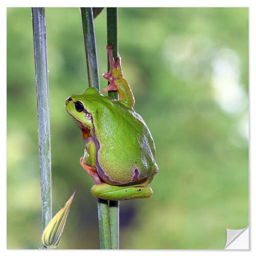 Vinilo para la pared Tree frog