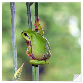 Vinilo para la pared Tree frog