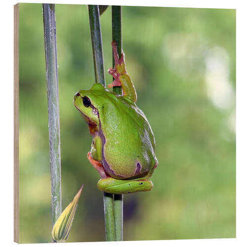 Wood print Tree frog