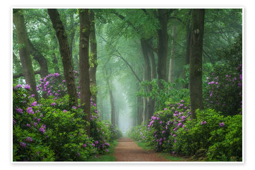 Poster Rhododendren in einem nebligen Wald