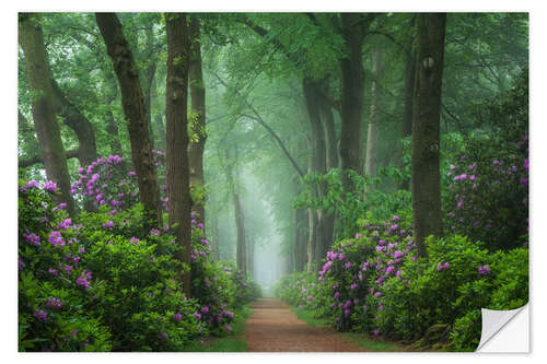 Naklejka na ścianę Rhododendrons in a foggy forest