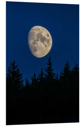 Foam board print Moon over trees