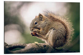 Aluminium print Canadian squirrel