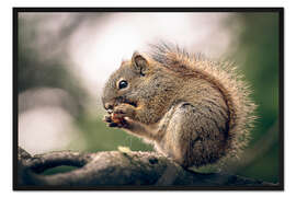 Gerahmter Kunstdruck Kanadisches Eichhörnchen