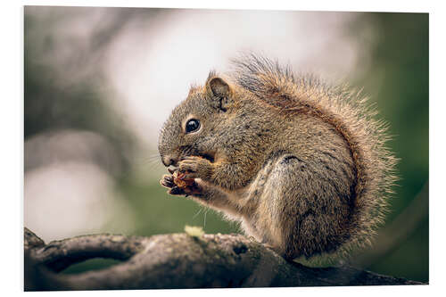 PVC print Canadian squirrel