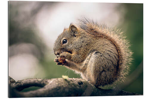 Galleritryk Canadian squirrel