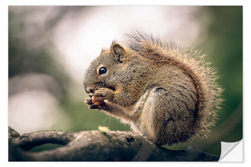 Naklejka na ścianę Canadian squirrel