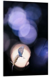 Akrylbillede Butterfly near sunset