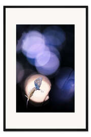 Gerahmter Kunstdruck Schmetterling im Lichtblick