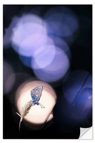 Wandsticker Schmetterling im Lichtblick