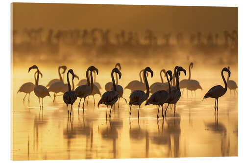 Acrylic print Flamingos at sunrise in golden light