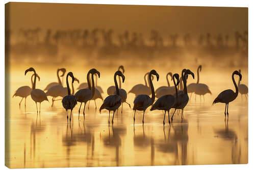 Canvastavla Flamingos at sunrise in golden light