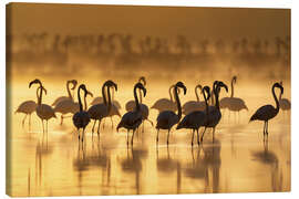 Canvastavla Flamingos at sunrise in golden light - Christian Müringer