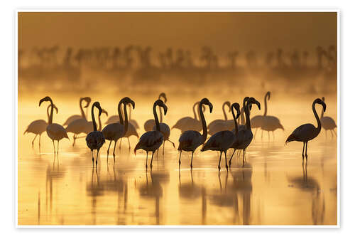 Poster Flamingos at sunrise in golden light