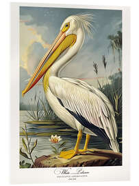 Acrylic print White Pelican after Audubon