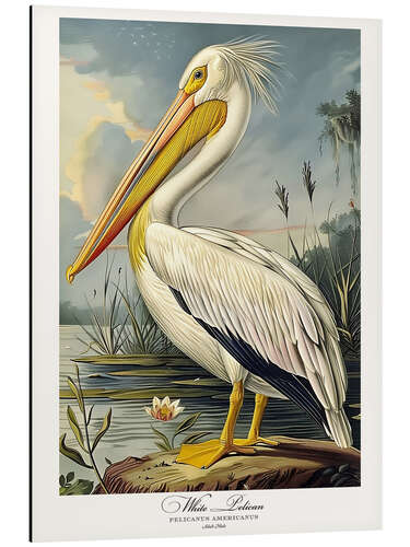 Alubild Weißer Pelikan nach Audubon