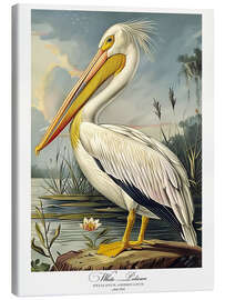 Lærredsbillede White Pelican after Audubon